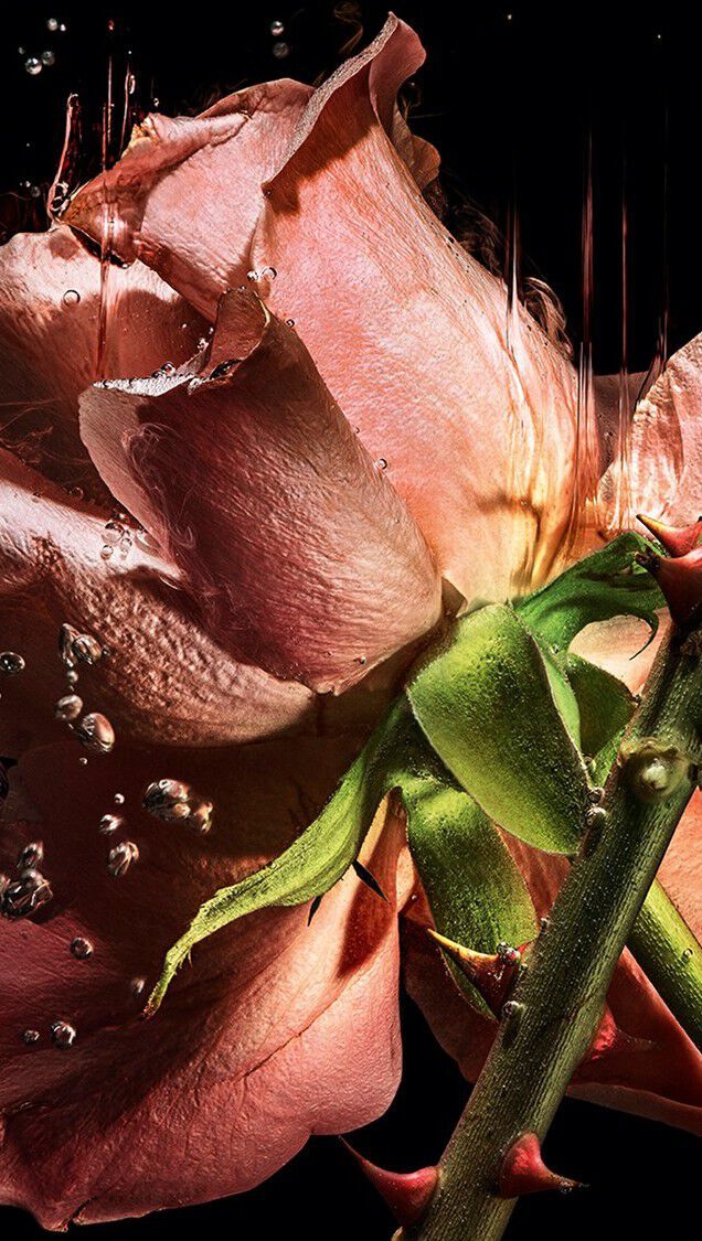 Ingredient de la blouse YSL LVDP Eextrait de Parfums : petales de rose roses luxueux et tiges epineuses qui macerent gracieusement dans l’eau.