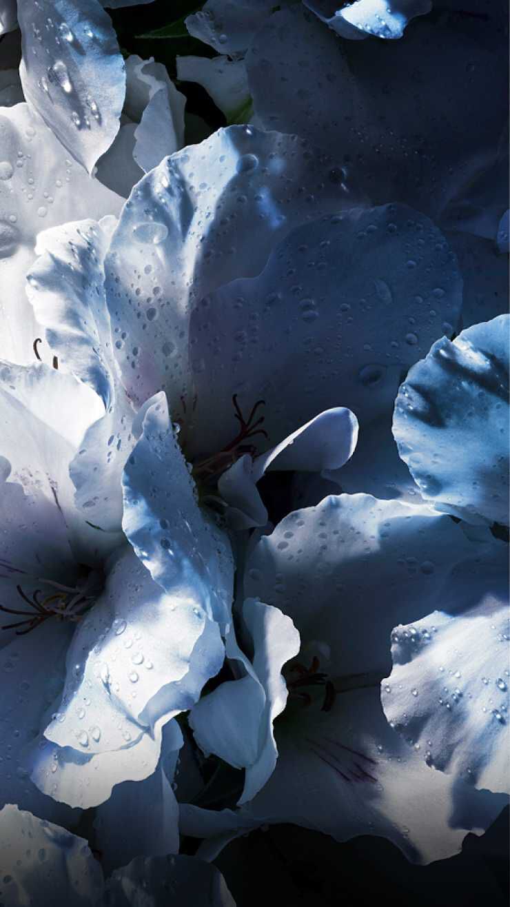 Close-up of blue flowers with water droplets on their petals, creating a rich texture and contrast in lighting.