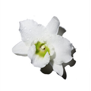 A close-up of a white orchid flower with green accents, featuring water droplets on its petals, set against a plain white background.