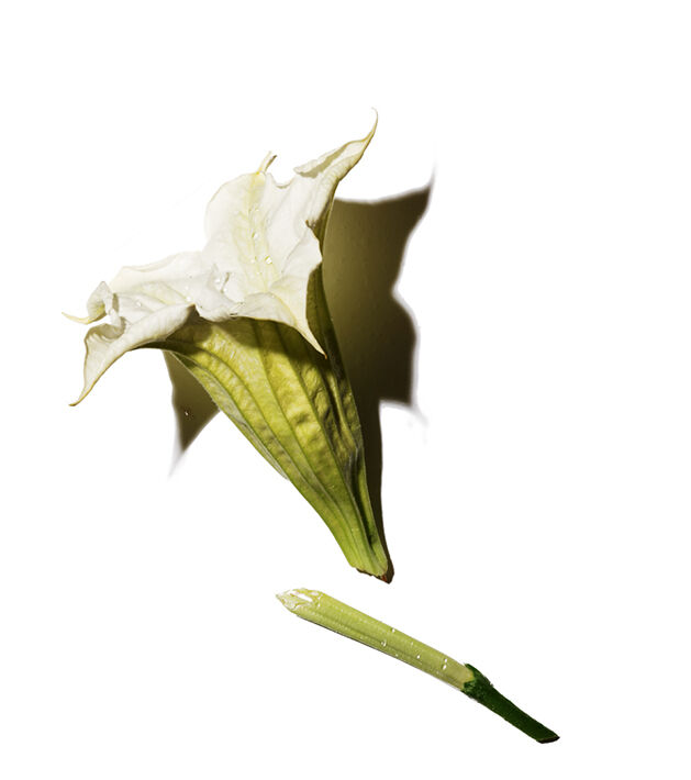 A close-up of a white flower with pointed petals, displaying a pale green stem, set against a light background. The flower appears delicate and slightly translucent.