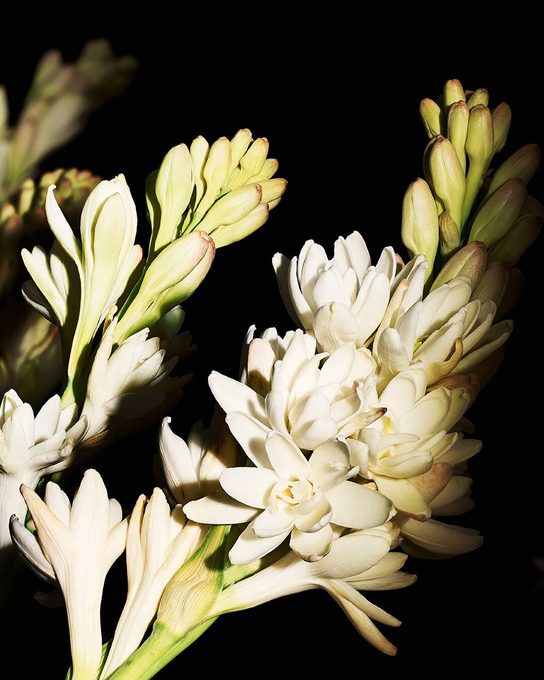 A close-up of delicate white flowers against a dark background, showcasing their soft petals and budding blooms.