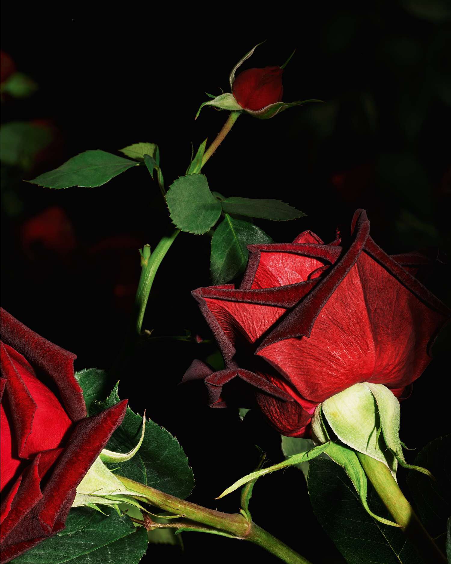 Two red roses with rich, velvety petals against a dark background, surrounded by green leaves.
