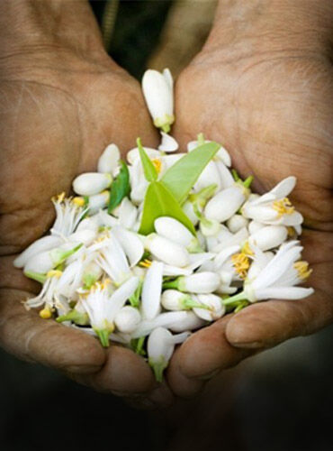 A pair of hands holding a abundance of delicate white flowers and green leaves.