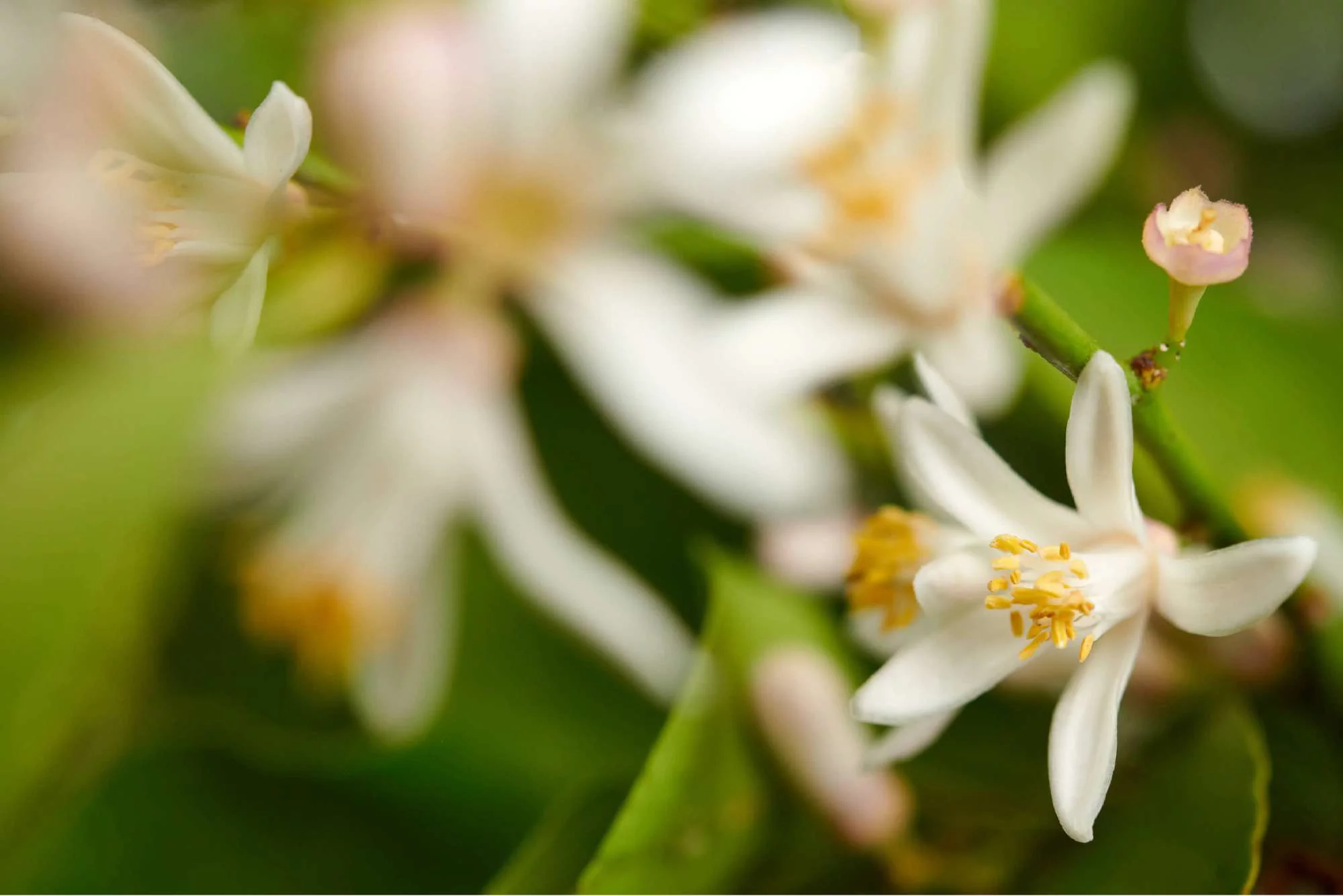 Des fleurs blanches delicates avec des etamines dorees, entourees de feuillage vert.