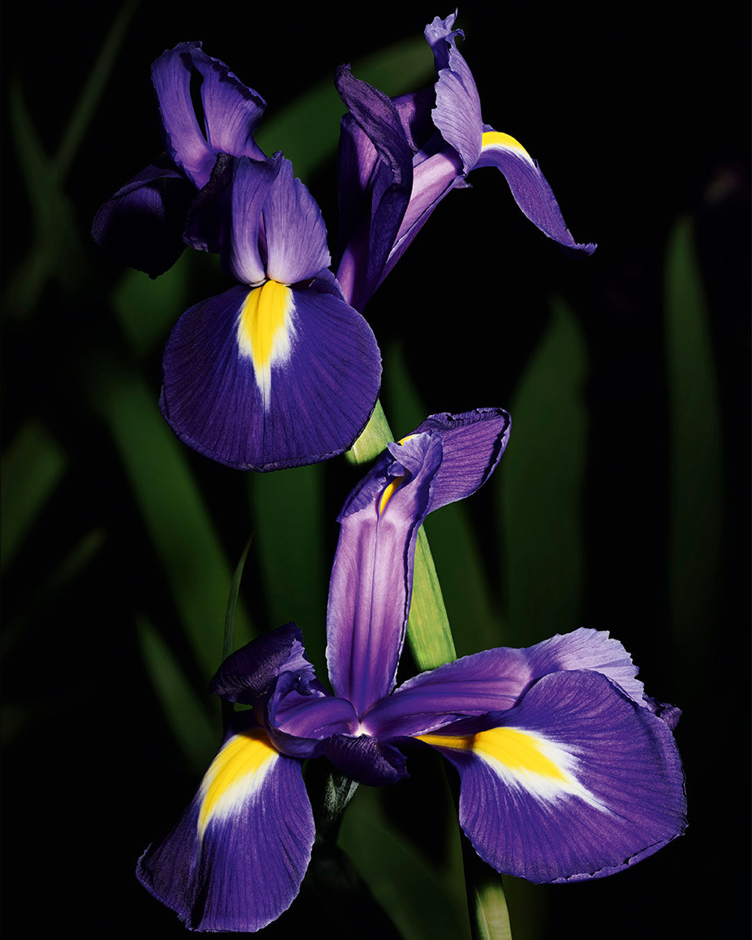 A close-up of a purple iris flower with yellow accents, set against a dark background.