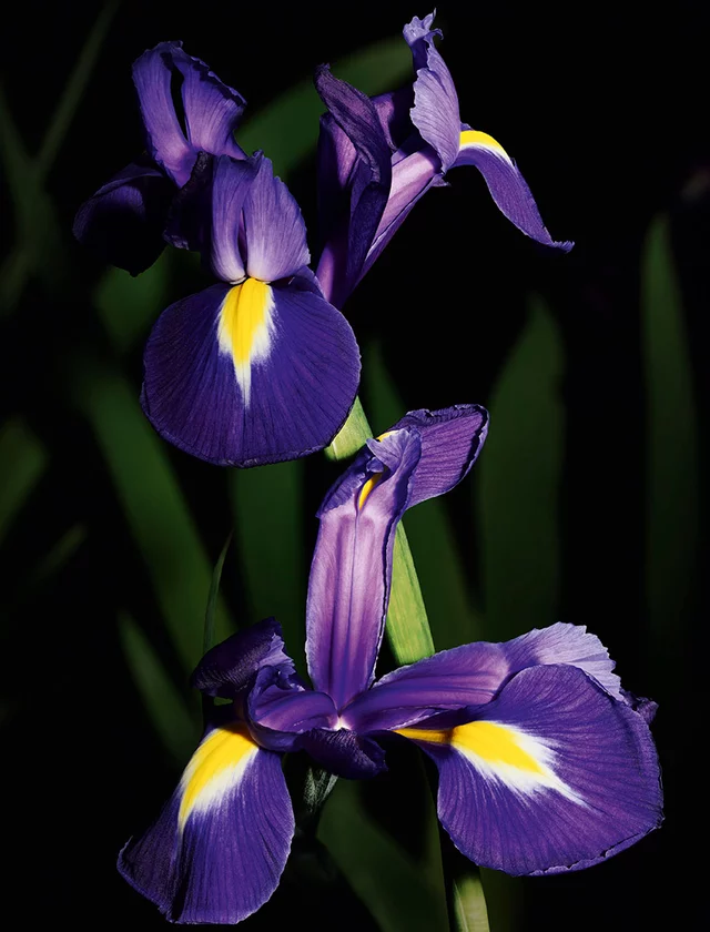 A close-up of a purple iris flower with yellow accents, set against a dark background.