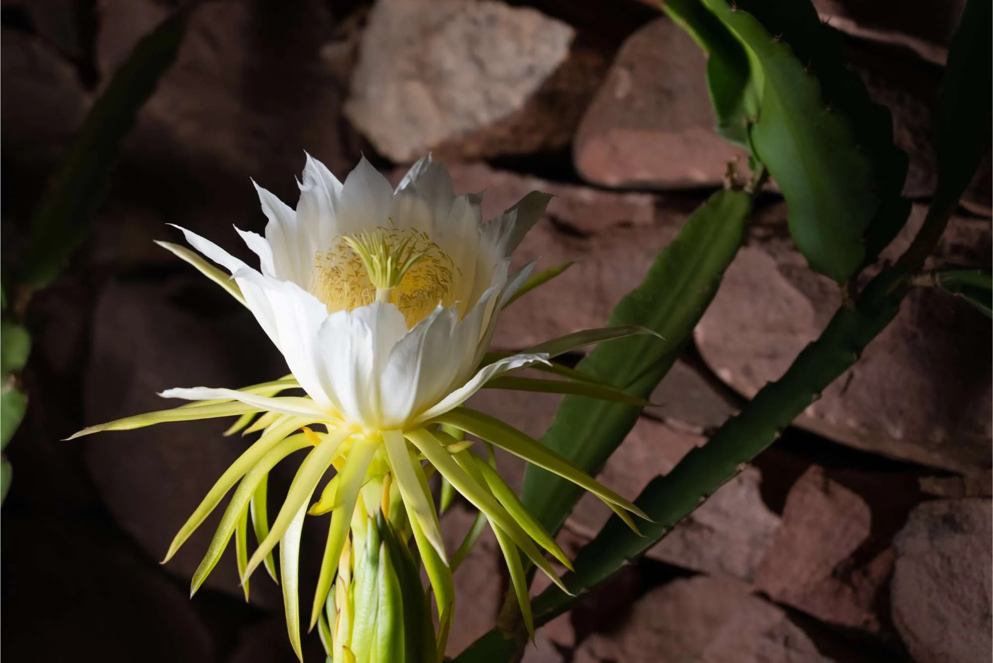 Fleur blanche eclatante d'un cactus, avec des petales delicats et un centre jaune, se detachant sur un fond de pierres.