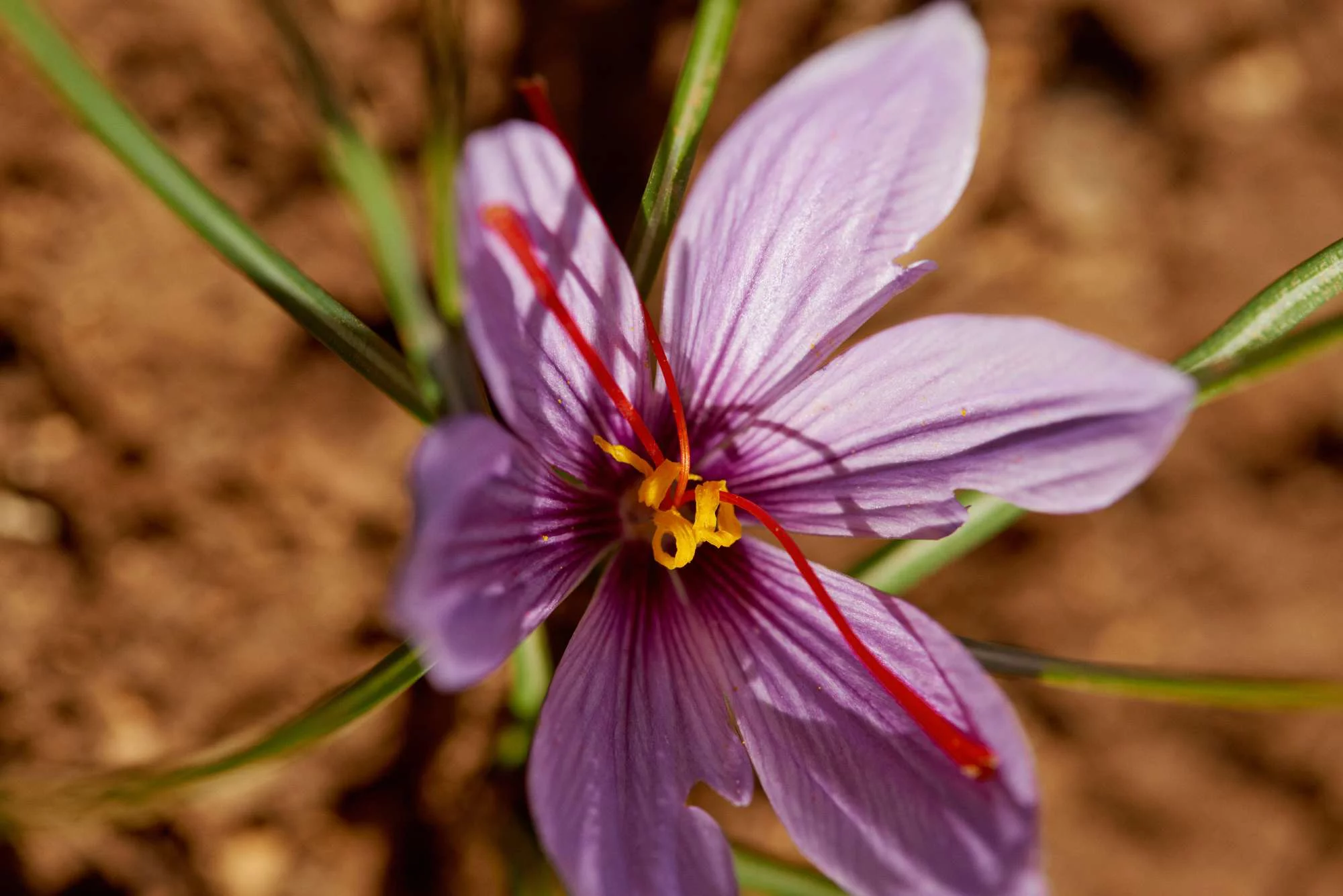 Fleur de safran avec des petales violets et des etamines jaunes, vue de dessus.