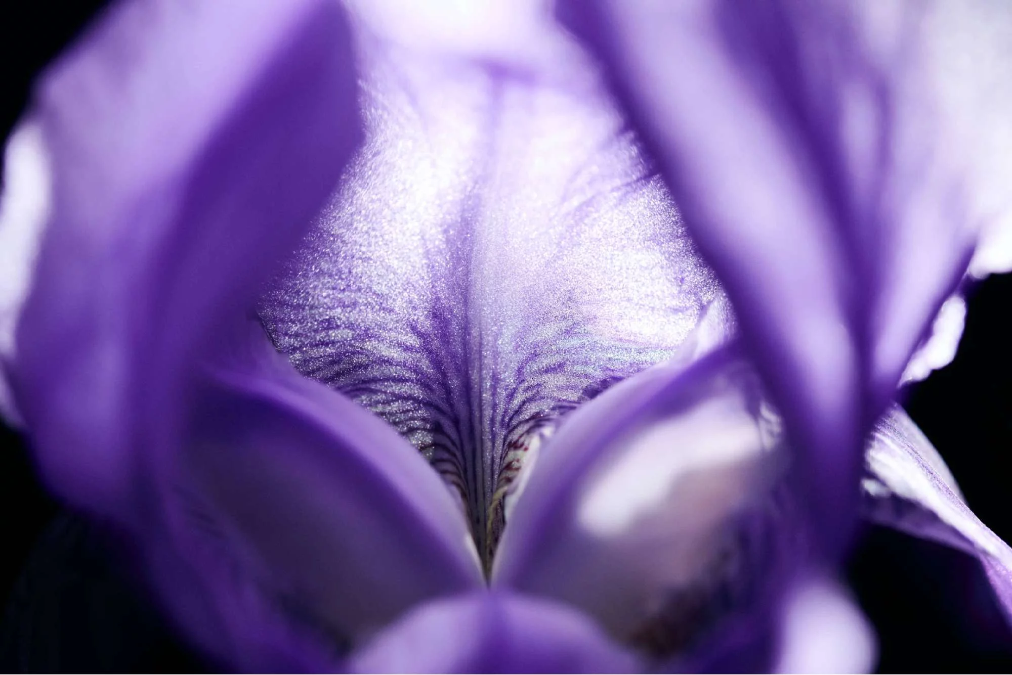 Une close-up d'une fleur d'iris violette avec des petales delicats et des motifs subtils.