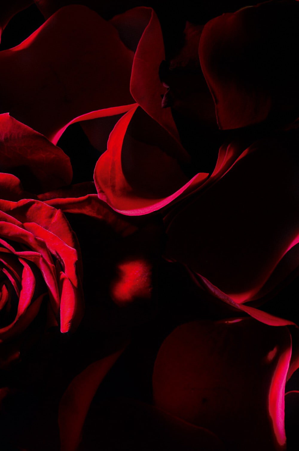 Fleurs de roses rouges sur fond sombre, mettant en valeur les petales.