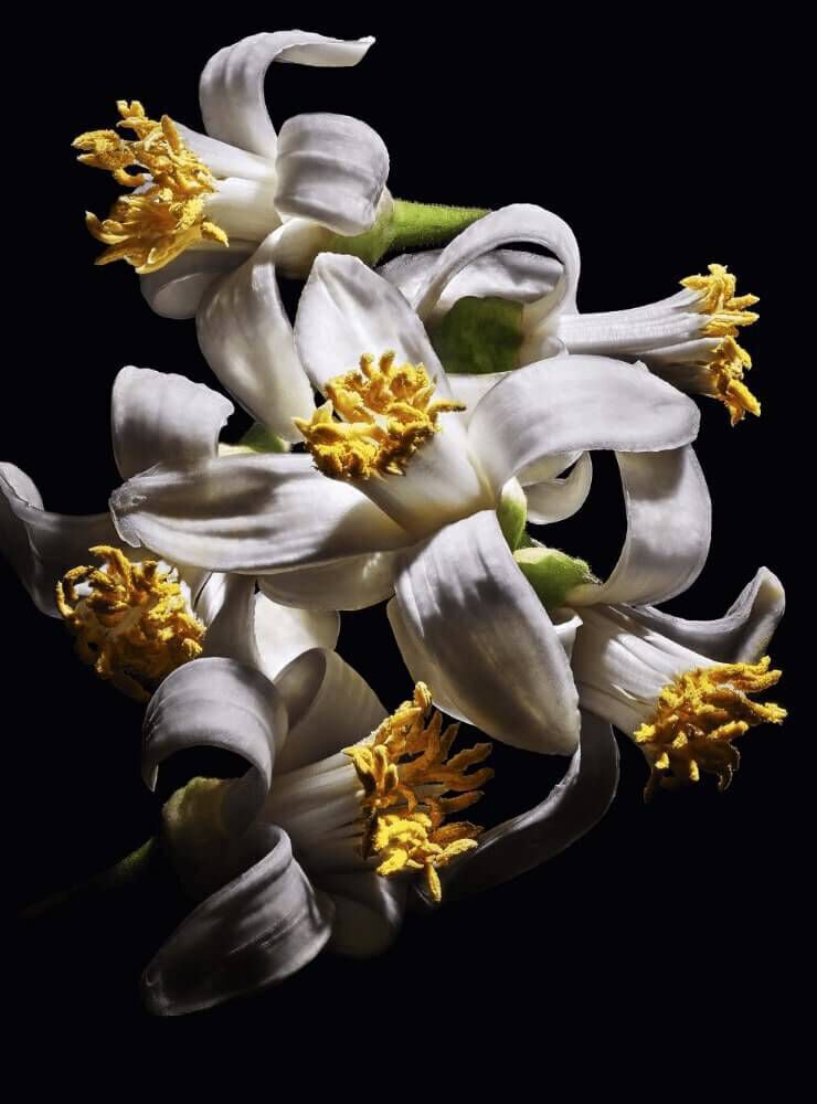 A cluster of white flowers with delicate petals and bright yellow stamens, gracefully arranged against a dark background.