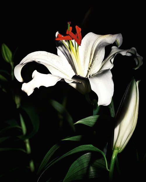 A close-up of a white lily flower illuminated against a dark background, showcasing its delicate petals and vibrant orange stamens.