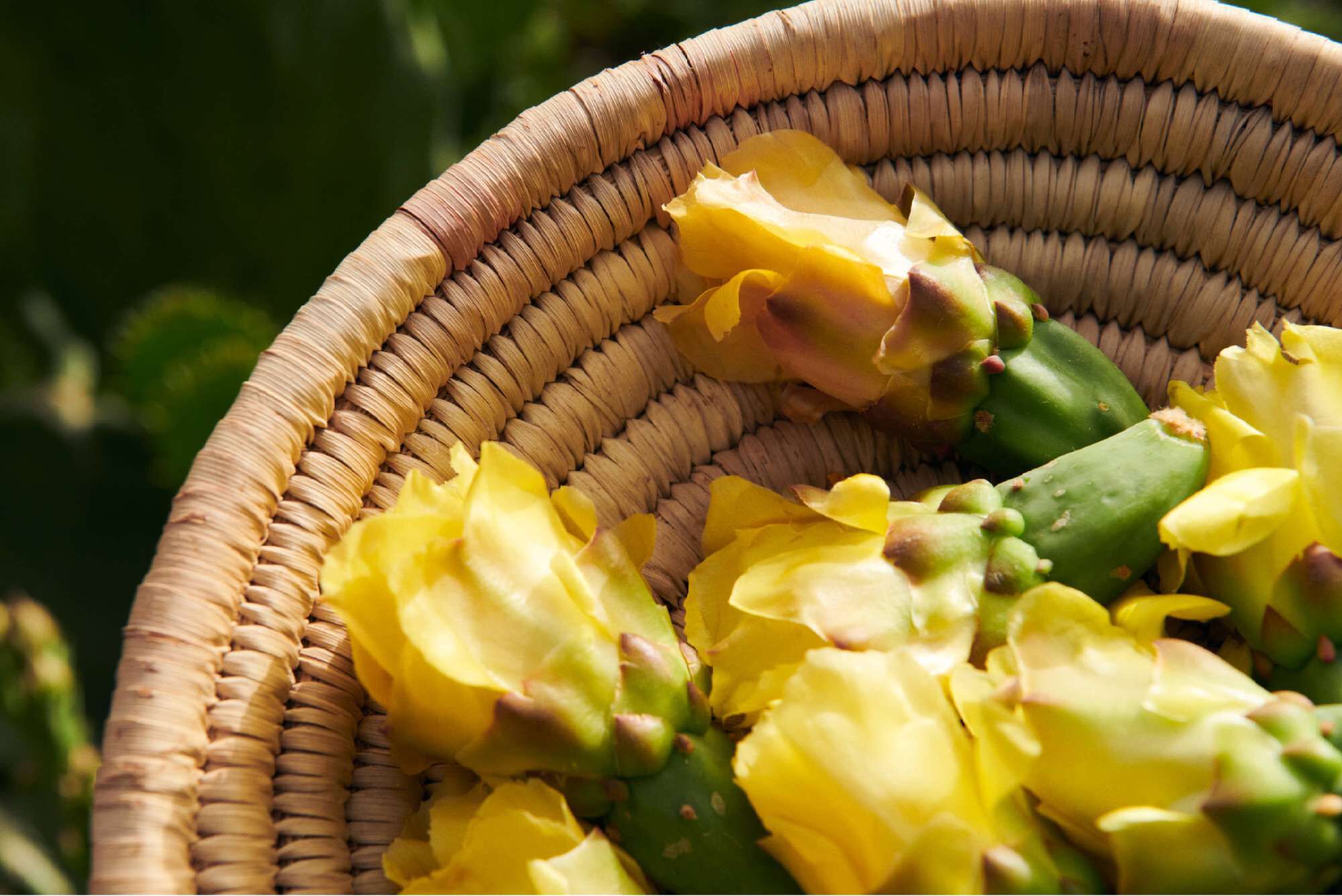 Panier en osier rempli de fleurs jaunes de cactus.
