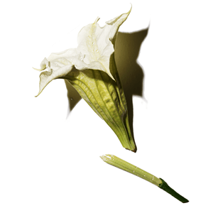 A large, pale white flower with ruffled petals and a green stem, accompanied by a small, cut piece of the stem.