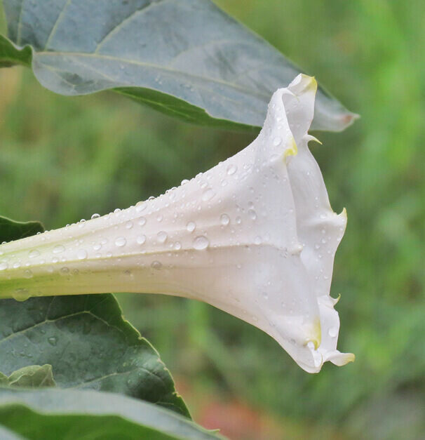 A close-up of a white trumpet flower adorned with raindrops, surrounded by green leaves.