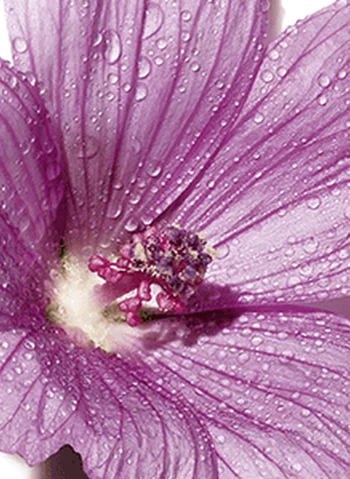 Fleur violette avec des gouttes d'eau sur les petales.