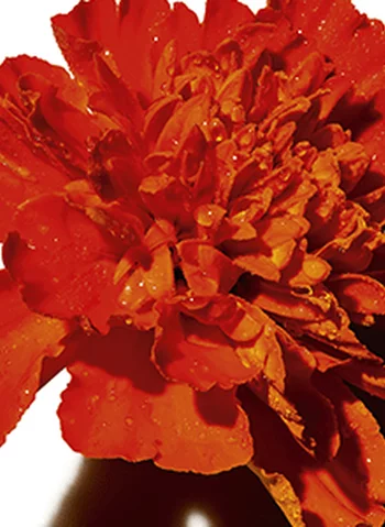 Fleur rouge avec des gouttes d'eau, sur fond blanc.