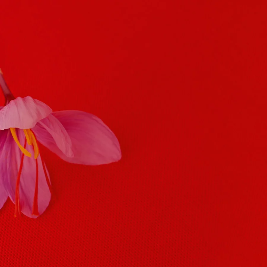 A single purple flower with delicate petals resting on a vibrant red background.