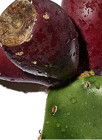 Un close-up de cactus, montrant des fruits rouges avec des gouttes d'eau, et une surface verte en dessous.