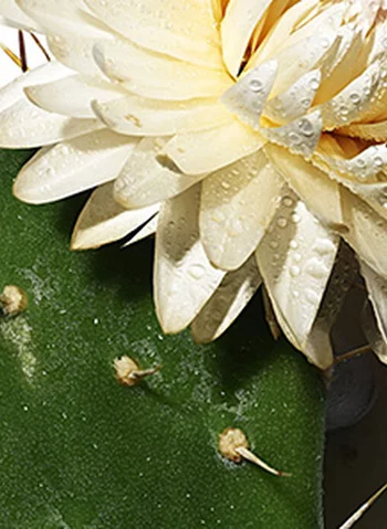 Un cactus vert avec une grande fleur blanche et des gouttes d'eau sur ses petales.