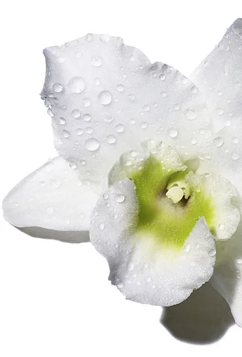 Fleur blanche avec des gouttes d'eau sur ses petales, mettant en valeur des nuances de vert au centre.