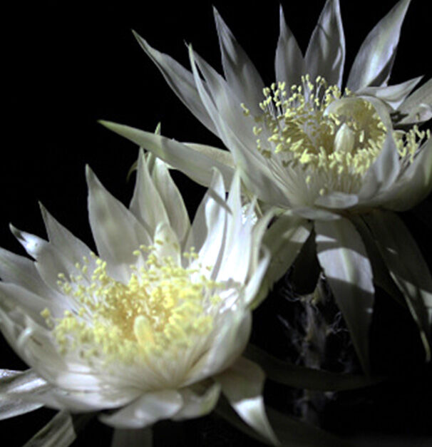 Deux fleurs blanches eclatantes avec des petales en forme de etoile, illuminees sur un fond sombre.
