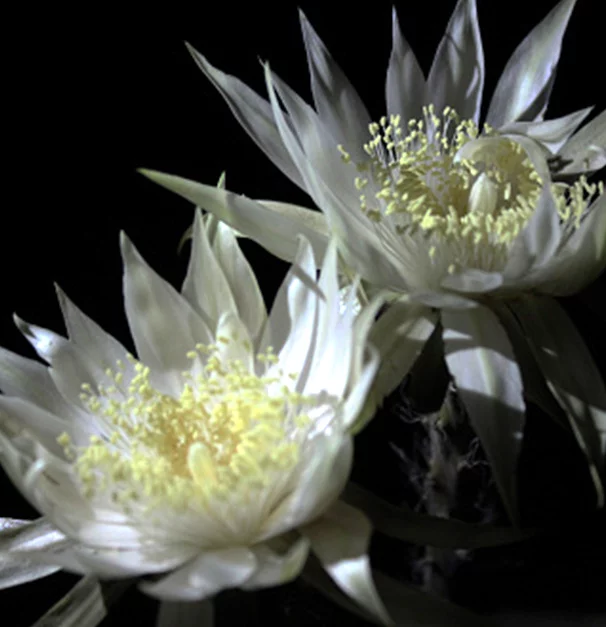 Deux fleurs de lotus blanches, delicates et lumineuses, emergent d'un fond sombre.