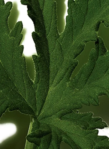 Une feuille verte, dentelee et texturee, de couleur emeraude.