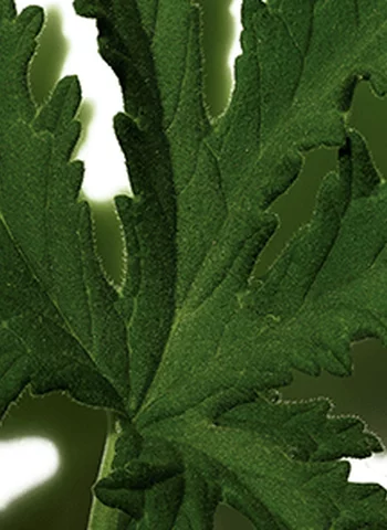 Gros plan sur une feuille verte, decoupee et texturee.