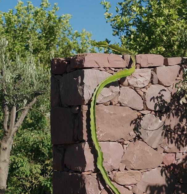 Une plante grimpante verte serpente le long d'un mur en pierre dans un jardin ensoleille, avec des arbres en arriere-plan.