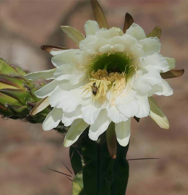 Fleur blanche d'un cactus avec une abeille posee a l'interieur, sur fond de lumiere douce.
