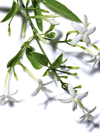 Branche de fleurs blanches avec des feuilles vertes sur fond blanc.