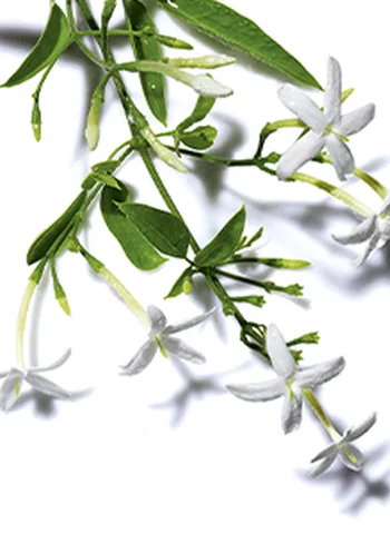 Une tige de fleurs blanches avec des feuilles vertes, sur fond blanc.