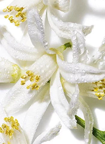 Fleurs blanches de citronnier avec des gouttes d'eau sur des petales.
