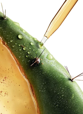 Gros plan sur un cactus avec des gouttes d'eau et un compte-gouttes laissant tomber un liquide dore.