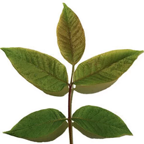 noix