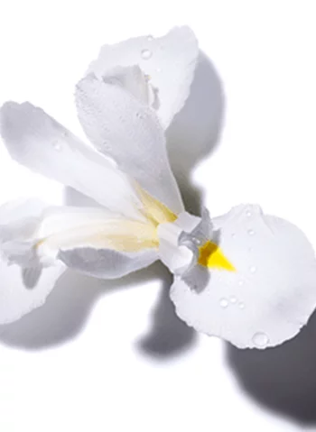 Fleur blanche delicate avec des gouttes d'eau sur ses petales.