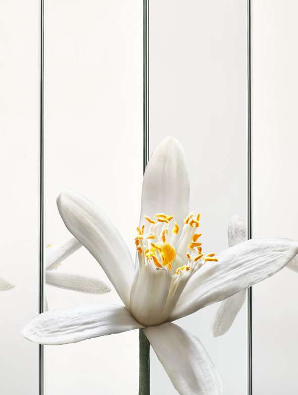 Flor de laranjeira, nota de coração do perfume masculino MYSLF