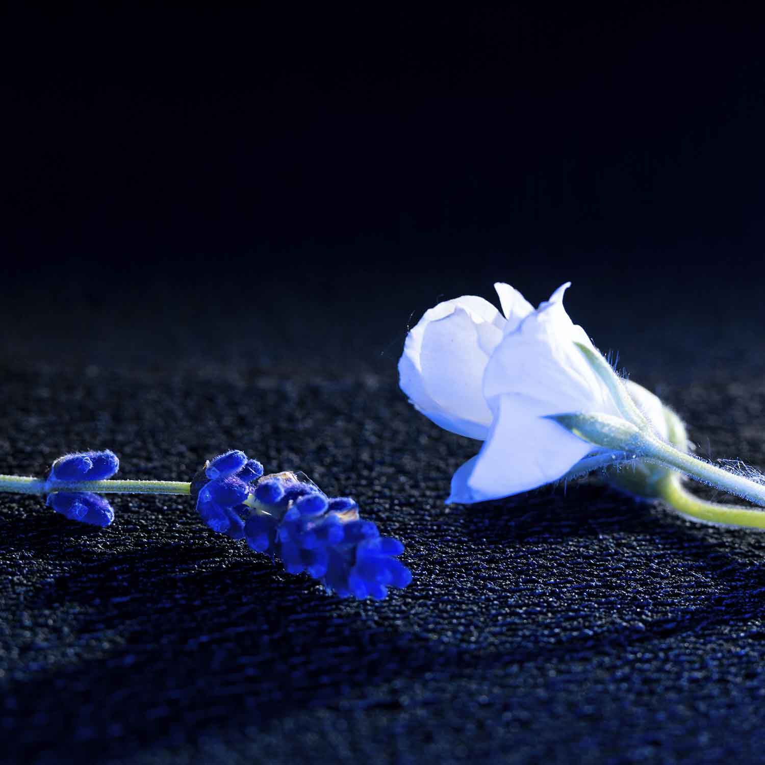 La Nuit de l'Homme Bleu Electrique