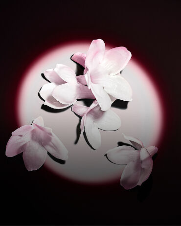 Des fleurs de jasmin blanches illuminées sur fond sombre, révélant les matières premières brutes du parfum.