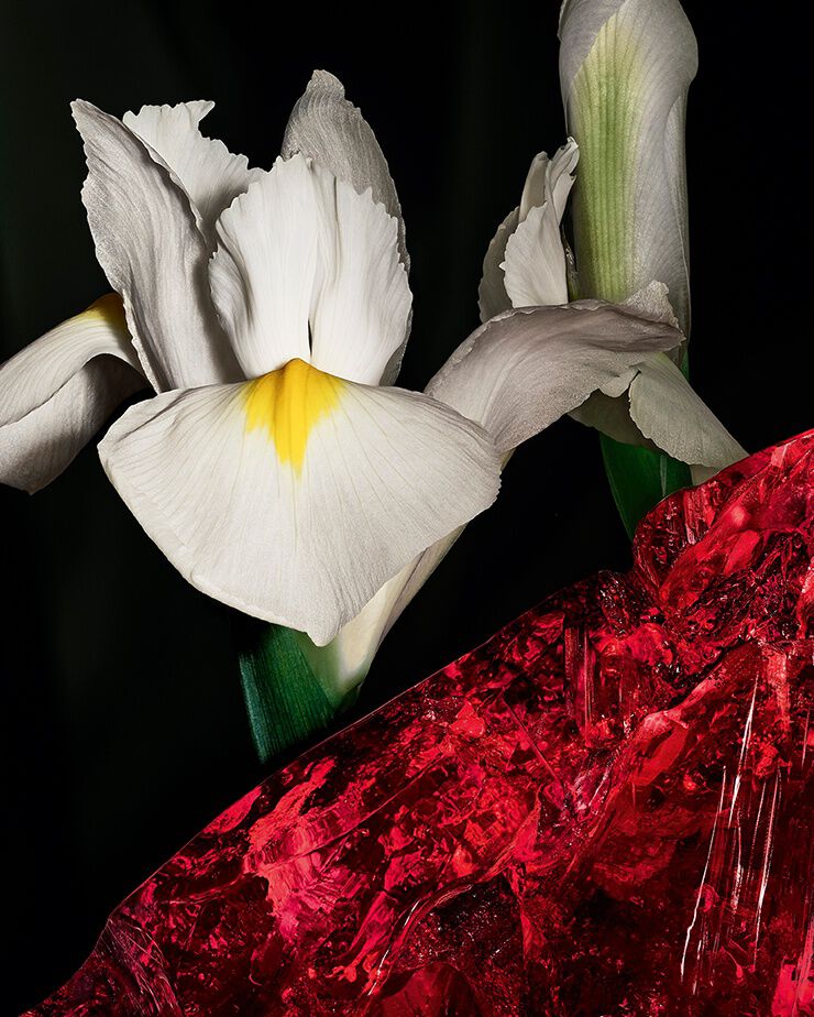Nobles fleurs d’iris pallida et cristal d’ambre rouge, représentant la dualité incisive de CŒUR Eau de Parfum par YSL.