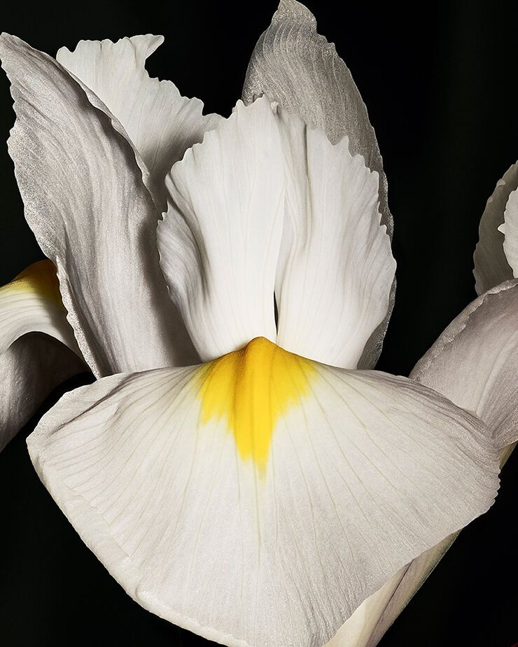 Noble fleur d’iris pallida, représentant la fraîcheur incisive et l’élégance poudrée de CŒUR Eau de Parfum par YSL.