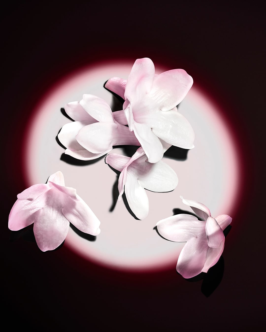 Des fleurs de jasmin blanc mises en lumière sur fond sombre, révélant les matières premières brutes du parfum.