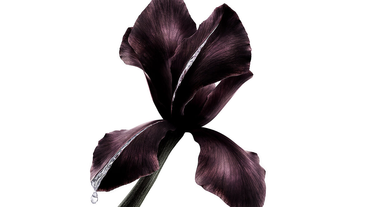 Fleur d'iris pourpre foncé, ingrédient clé des Pure Shots de YSL Beauté, avec une goutte scintillante de liquide.