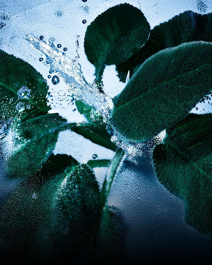 Feuilles de sauge fraîche avec de l'eau et de la glace, représentant les notes aromatiques et fraîches de YSL Y Eau de Toilette Intense Iced Cologne.