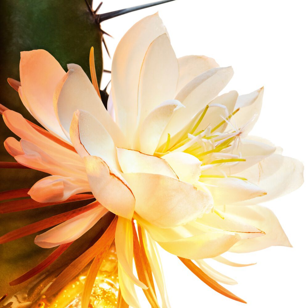 Gros plan sur une fleur de cactus