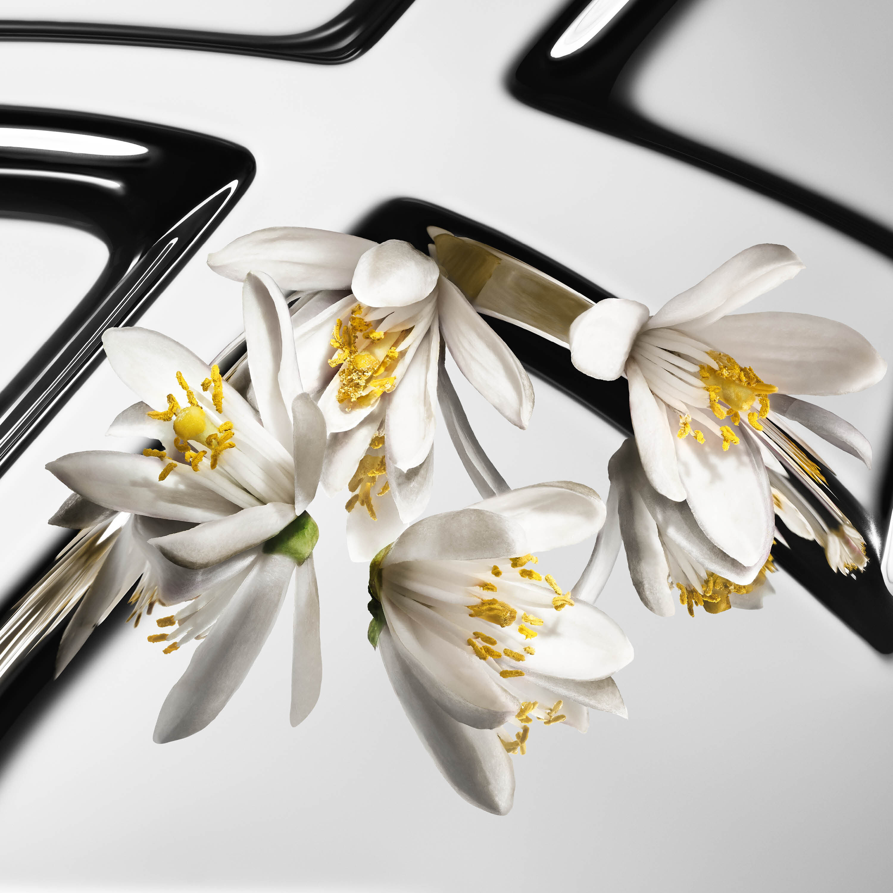 Des fleurs de fleur d’oranger contrastées, aux pétales blancs et au cœur jaune, sur un fond Cassandre YSL réfléchissant.
