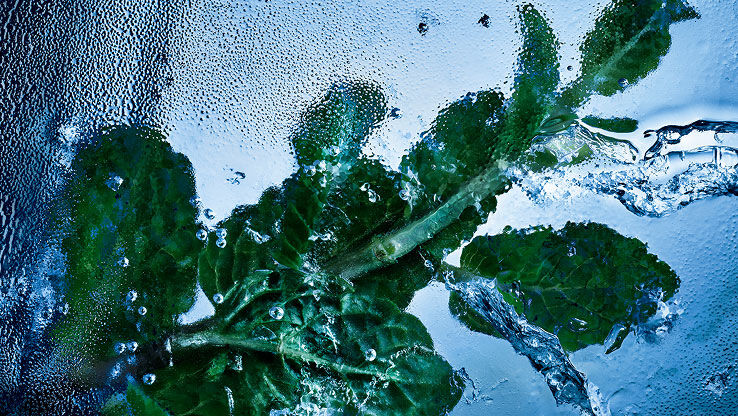 Feuilles de menthe fraîche enveloppées dans de la glace et de l'eau, symbolisant l'essence revigorante de YSL Y Eau de Toilette Intense Iced Cologne.